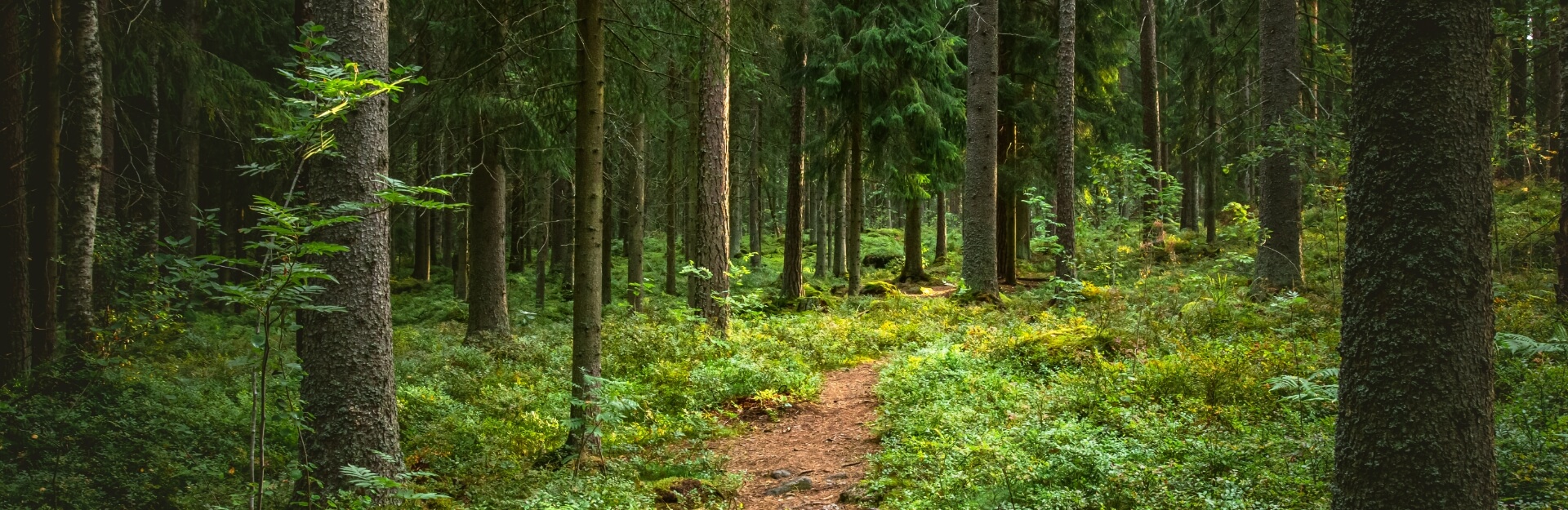 green forest image